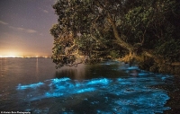 Lý giải hiện tượng ánh sáng xanh kỳ ảo của các sinh vật phù du trong nước