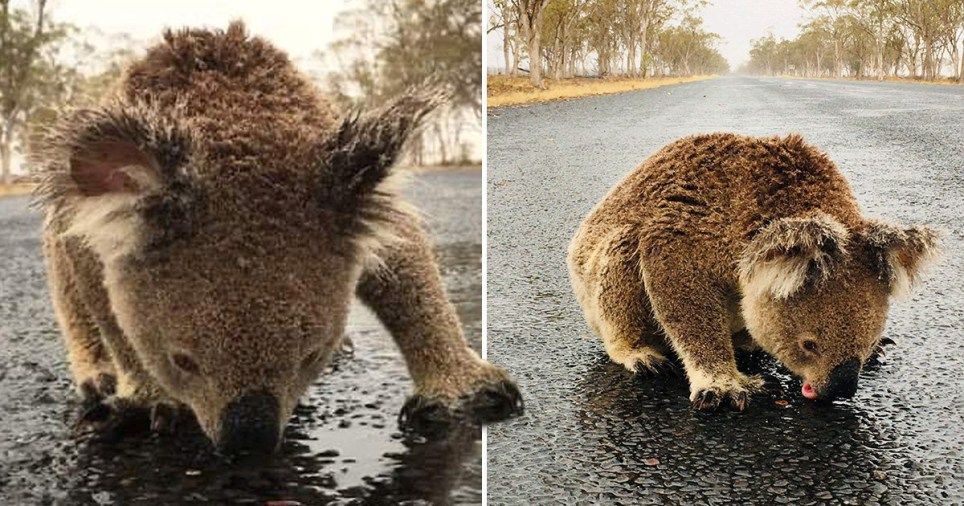 nghen long koala liem nuoc tren mat duong sau tham hoa chay rung australia