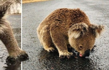 Australia: Nghẹn lòng hình ảnh koala liếm nước trên mặt đường sau thảm họa cháy rừng