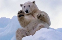 Gấu Bắc cực ở Greenland vẫy chào khách du lịch