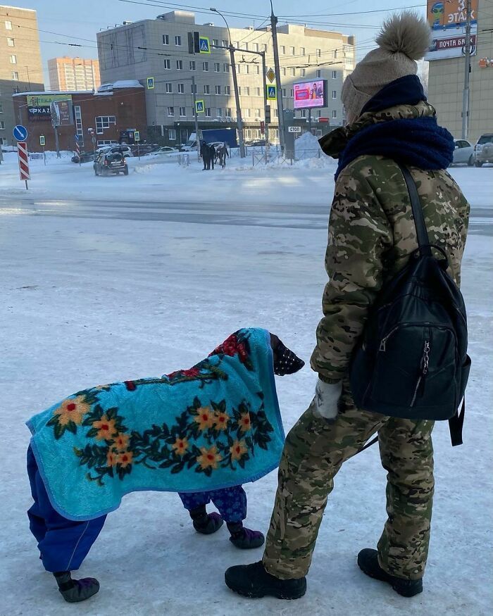 Chú chó ra đường ngoài quần áo, giày còn được đắp cả chăn mới đủ sức chống chọi với mùa đông khắc nghiệt ở nước Nga. (Nguồn: 