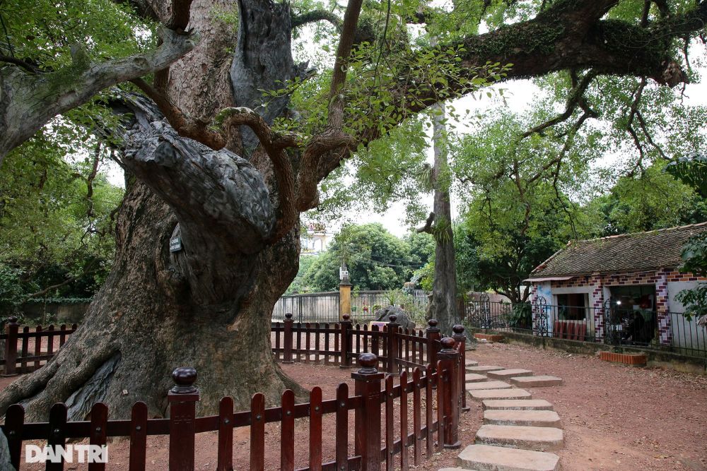 Cây dã hương lớn nhất thế giới ở Bắc Giang