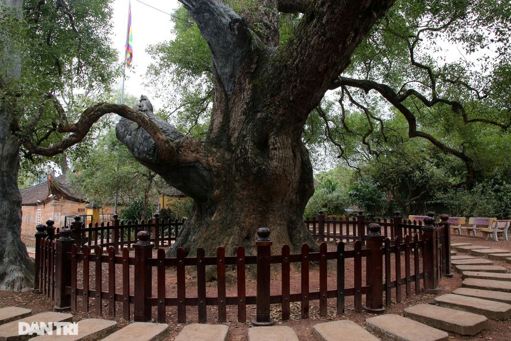 Cây dã hương lớn nhất thế giới ở Bắc Giang