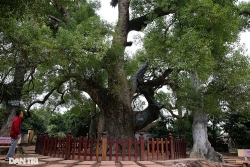 Cây di sản Việt Nam: Cây dã hương lớn nhất thế giới 'chỉ có' ở Bắc Giang