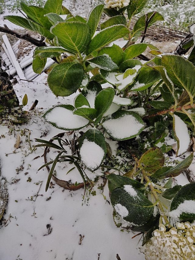 Tuyết rơi dày đặc ở Y Tý, cảnh vật phủ màu trắng xóa như trời Âu