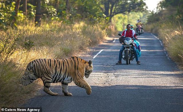 Ấn Độ: Khoảnh khắc dừng xe máy nhường... hổ sang đường với khoảng cách chỉ vài mét