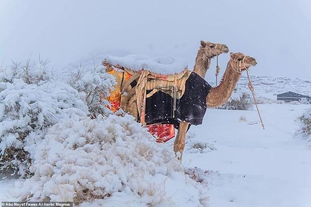 Bất ngờ băng tuyết phủ trắng sa mạc Sahara