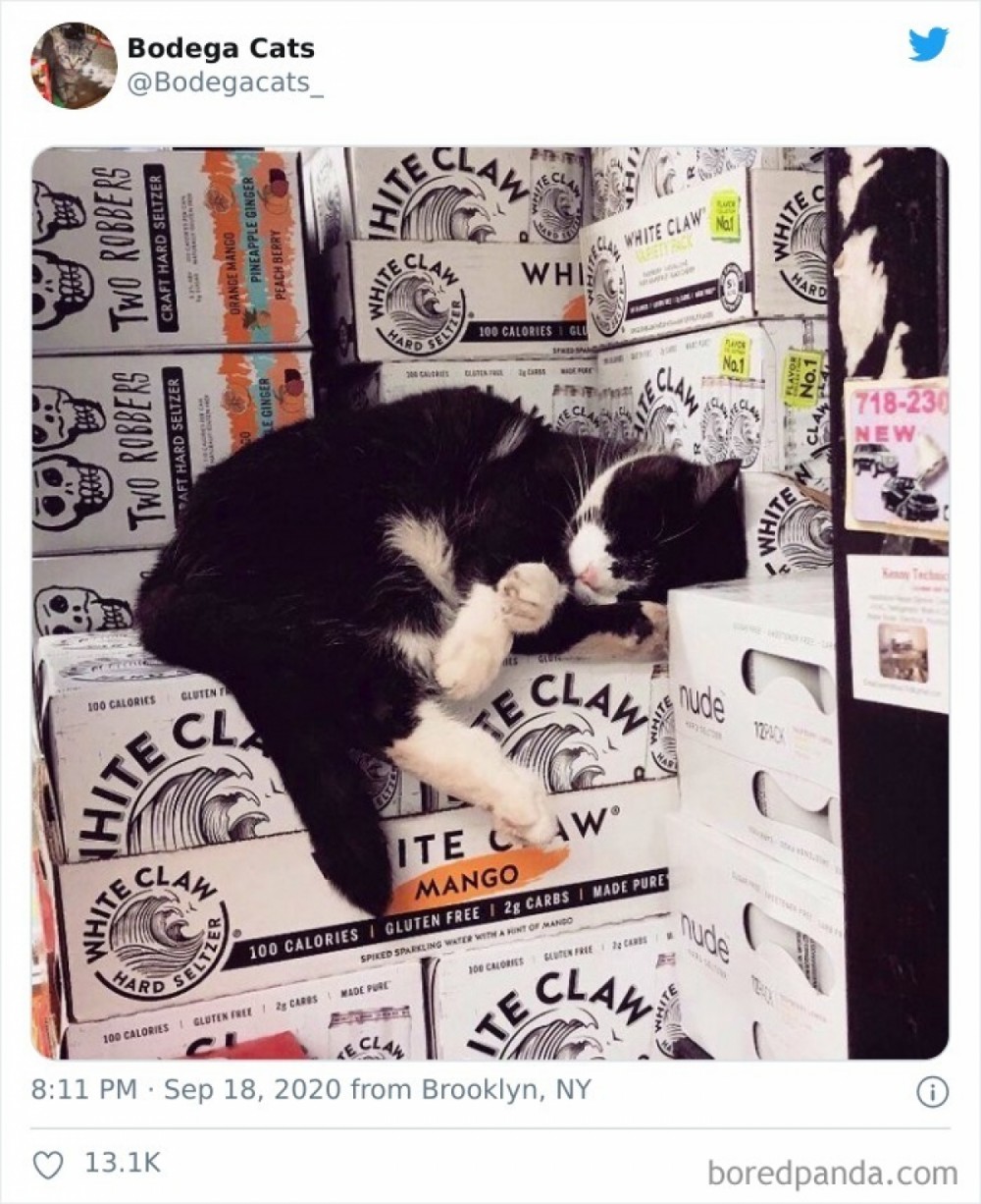 Hình ảnh những chú mèo coi siêu thị như ở nhà