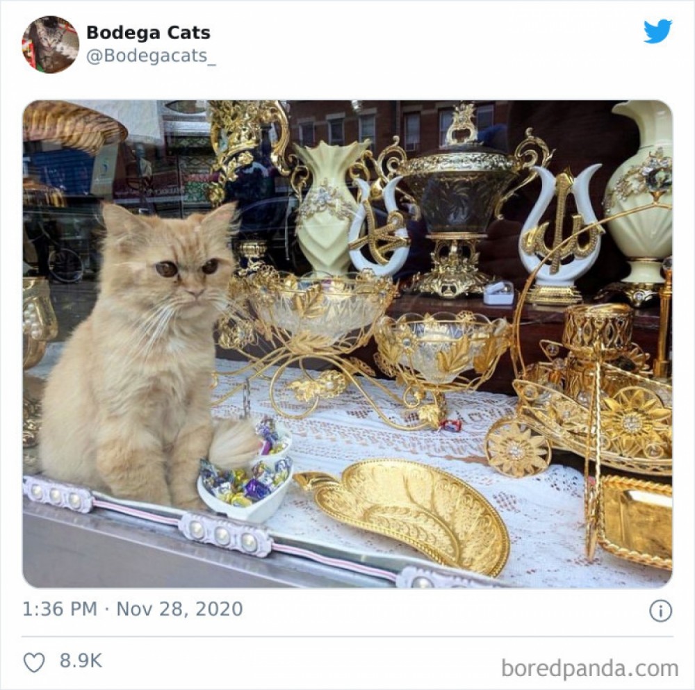 Hình ảnh những chú mèo coi siêu thị như ở nhà