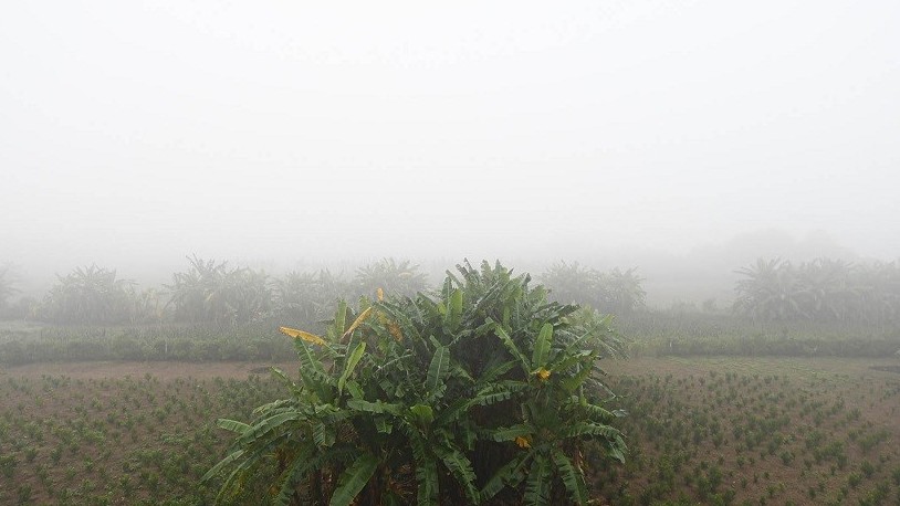 Dự báo thời tiết đêm nay và ngày mai (24-25/1): Hà Nội, Bắc Bộ rét về đêm và sáng sớm, mưa nhỏ mưa phùn, sương mù, Tây Bắc trưa chiều hửng nắng