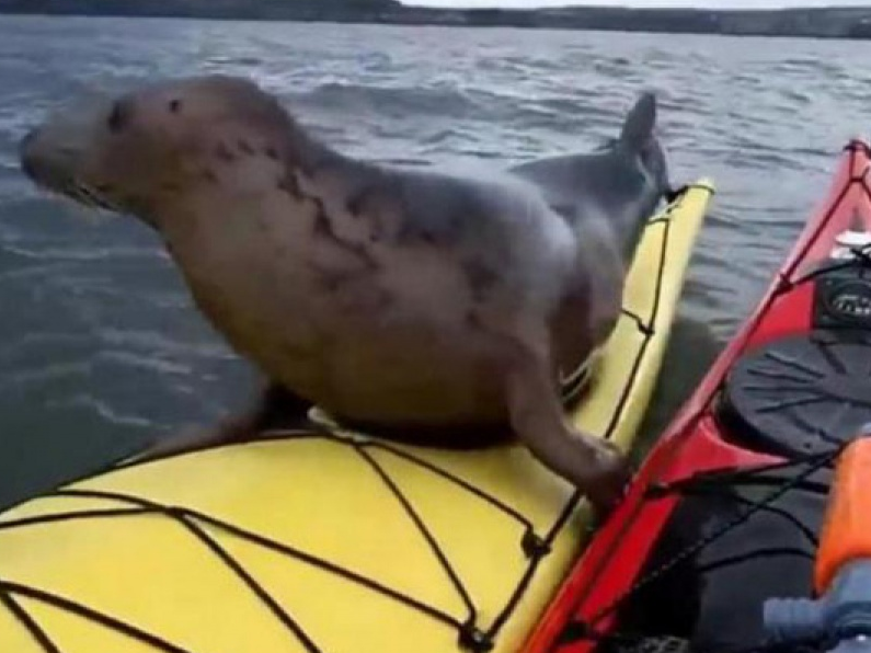 Chú hải cẩu thân thiện nhảy lên thuyền của du khách