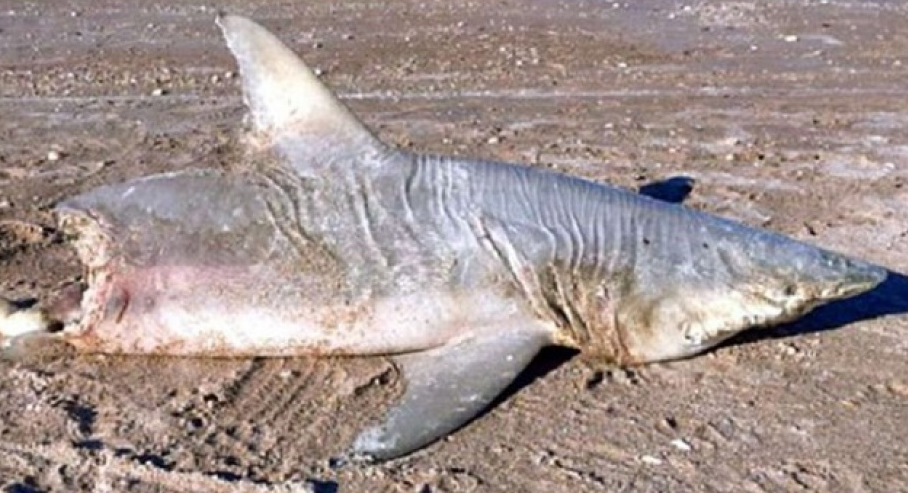Mỹ: Cá mập cũng bị tấn công