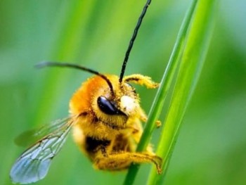 Phát hiện mới đầy thú vị về khả năng học hỏi của loài ong nghệ