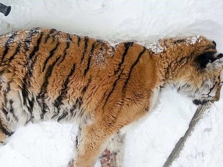 Con hổ Siberia kiệt sức, gục ngã trước cửa nhà dân để cầu cứu