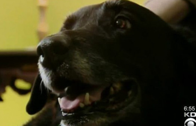 Mỹ: Chú chó 10 năm thất lạc bất ngờ tìm về với chủ