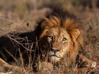Kẻ săn trộm bị đàn sư tử trong khu bảo tồn tấn công và ăn thịt
