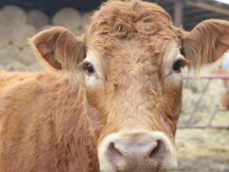 Ba Lan: Chú bò nổi tiếng vì trốn lò mổ, bơi đến đảo hoang