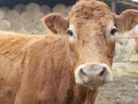 Ba Lan: Chú bò nổi tiếng vì trốn lò mổ, bơi đến đảo hoang