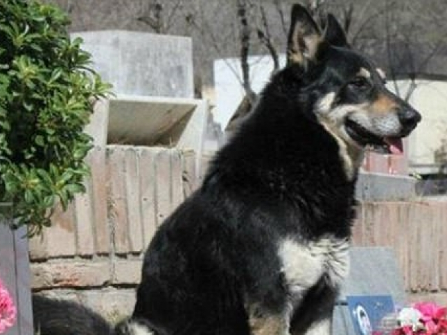 Argentina: Cảm động chú chó ngủ bên mộ chủ suốt 11 năm