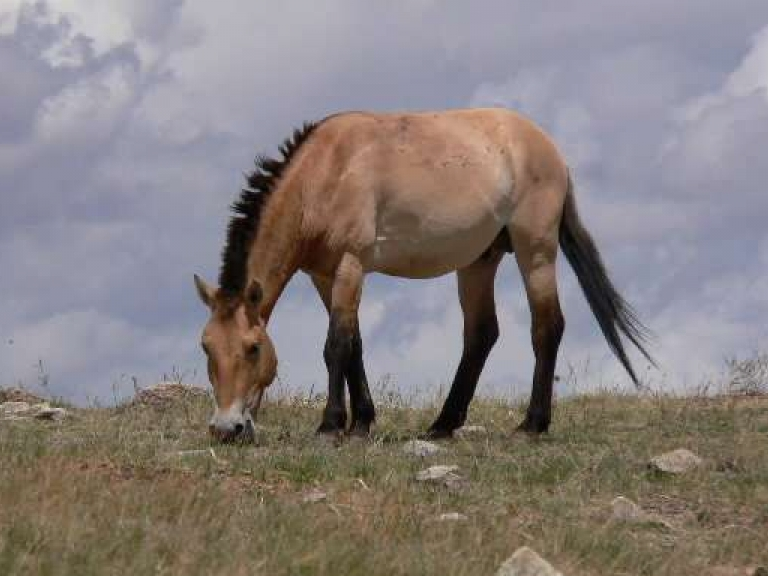 Tất cả loài ngựa hoang trên thế giới đã tuyệt chủng