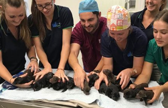 Australia: Chó mẹ sinh liền 18 chó con