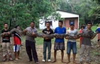 Indonesia: 7 người đàn ông hợp sức kéo con trăn khổng lồ ra khỏi giếng