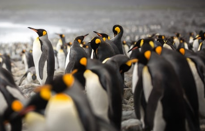 Loài chim cánh cụt chúa đứng trước nguy cơ bị tuyệt chủng