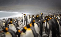 Loài chim cánh cụt chúa đứng trước nguy cơ bị tuyệt chủng