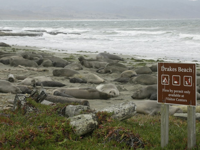 Chính phủ Mỹ đóng cửa, hải cẩu voi xâm chiếm bãi biển California