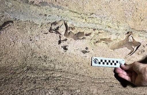 Bất ngờ phát hiện đầu cá mập 330 triệu năm trong hang động