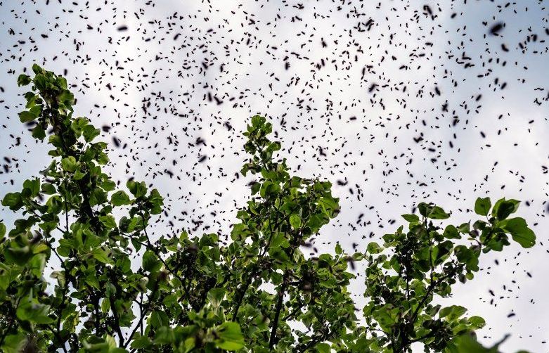 Đóng cửa cả một con phố vì 40.000 con ong 'sát thủ' vỡ tổ