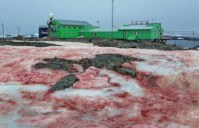 Chuyên gia lý giải hiện tượng tuyết đỏ như máu bao phủ quanh trạm nghiên cứu ở Nam cực