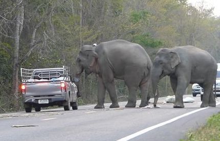 Ngỡ ngàng với cách voi già dạy voi con 'thó' đồ ăn