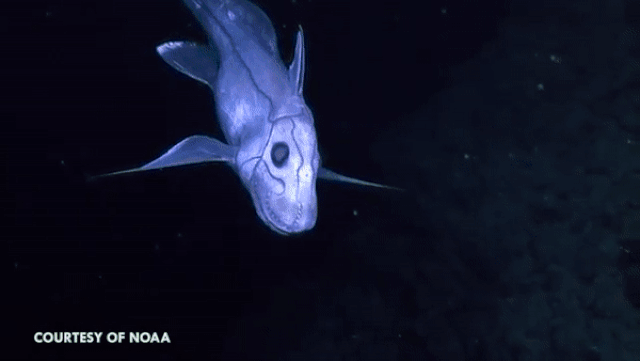 Cá mập ma - Sinh vật huyền bí nhất dưới đáy đại dương và rất hiền