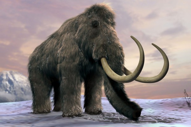Lý giải nguyên nhân voi ma mút rậm lông khổng lồ tuyệt chủng?