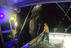 Người phụ nữ Mỹ một mình bắt con cá ngừ khổng lồ nặng 450 kg