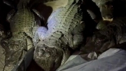 Nửa đêm, đàn cá sấu vào lều ăn hết đồ dự trữ của nhóm phượt thủ