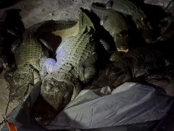 Nửa đêm, đàn cá sấu vào lều ăn hết đồ dự trữ của nhóm phượt thủ