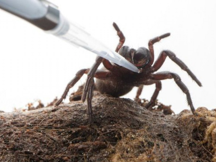 Nọc độc của nhện có thể giúp điều trị đột quỵ?