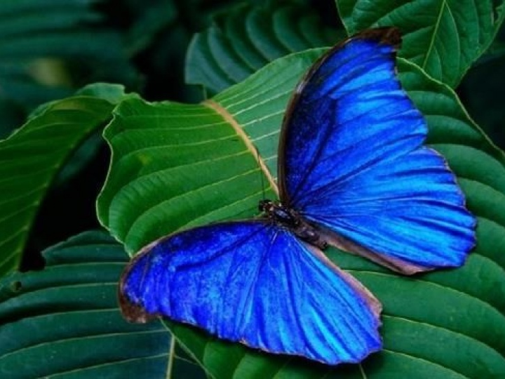 Mê hồn triển lãm hơn 400 loài bướm nhiệt đới xinh đẹp ở Rome