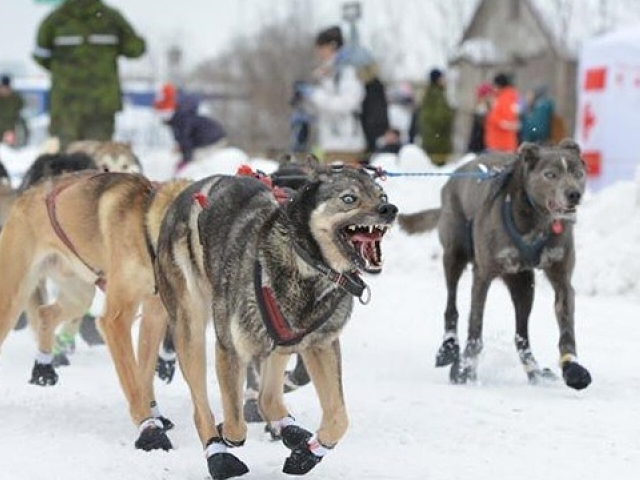 Cuộc đua chó kéo xe tại Alaska chưa bao giờ hết hấp dẫn