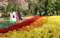 Sắc Xuân ngập tràn vương quốc hoa Hà Lan