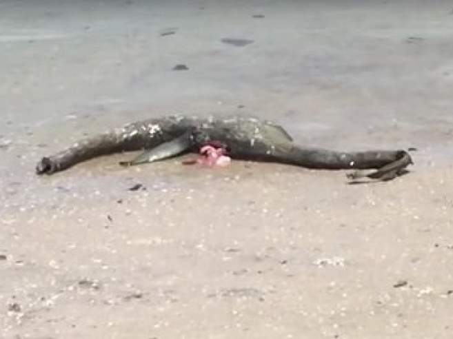 Mỹ: Sinh vật giống "quái vật hồ Loch Ness" xuất hiện ở bờ biển