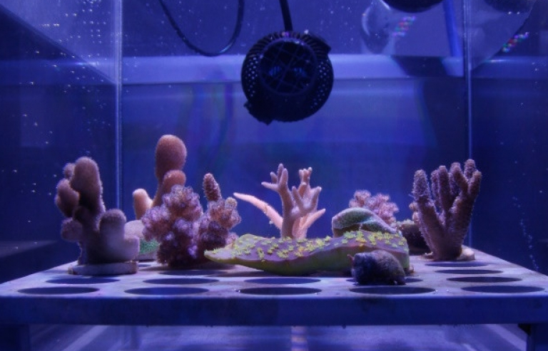 Lá chắn siêu mỏng bảo vệ rạn san hô lớn nhất thế giới