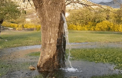 Kỳ lạ: Cây cổ thụ tự phun nước xối xả như đài phun nước