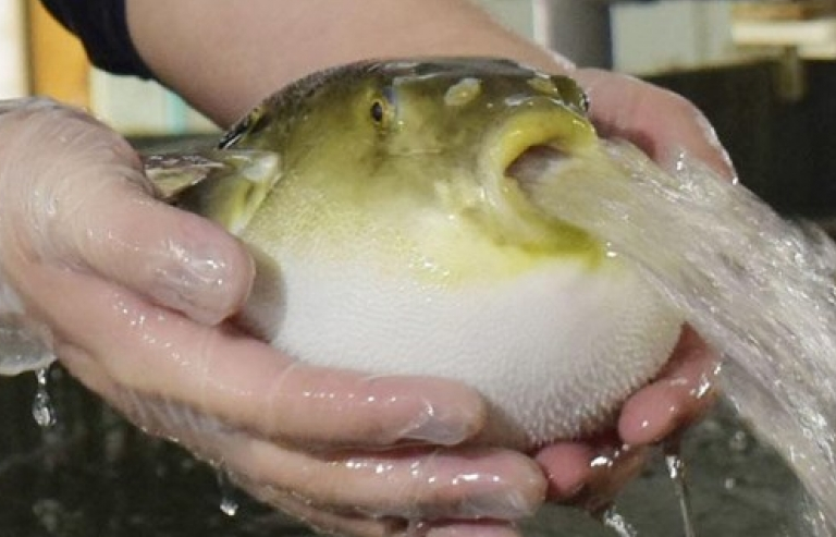 Nhật Bản: Nuôi thành công cá nóc hổ không có độc từ nguồn nước nóng tự nhiên