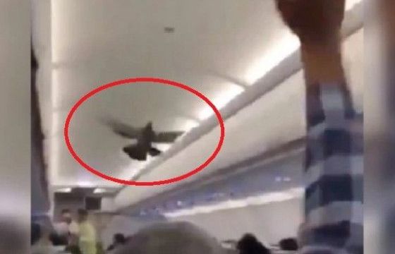 Ấn Độ: Chim bồ câu 'đại náo' khoang hành khách máy bay xôn xao mạng xã hội