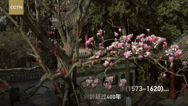 Trung Quốc: Cây mộc lan 400 năm tuổi cổ xưa nhất thế giới, nở hoa ...