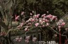 Trung Quốc: Cây mộc lan 400 năm tuổi cổ xưa nhất thế giới, nở hoa giống sen