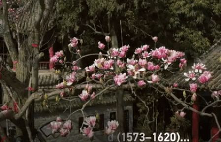 Trung Quốc: Cây mộc lan 400 năm tuổi cổ xưa nhất thế giới, nở hoa giống sen